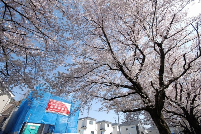 埼玉県川口市Ｈ様邸イシンホー? 注文住宅新築現? ?。近くの公園の桜が満開です。