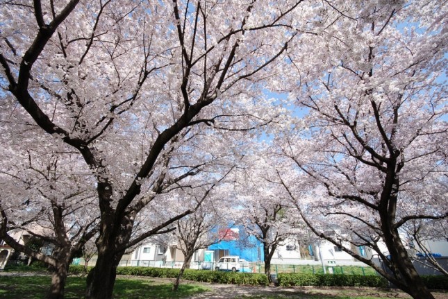 埼玉県川口市Ｈ様邸イシンホー? 注文住宅新築現? ?。近くの公園の桜が満開です。