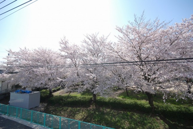 埼玉県川口市Ｈ様邸イシンホー? 注文住宅新築現? ?。近くの公園の桜が満開です。