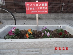 【埼玉県三郷市】花いっぱい運動松井産業 (7)